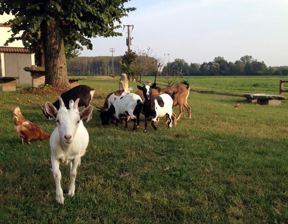 Bed And Breakfast Azienda Agricola Cascina Salazzara มาเจ็นตา ภายนอก รูปภาพ